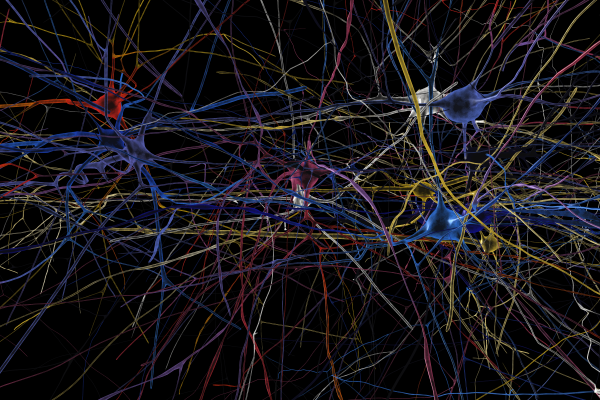 Brain Lausanne 1 BlueBrain