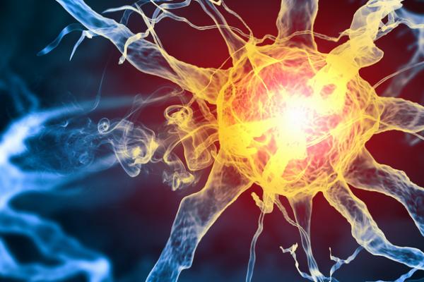 Nerve cell
