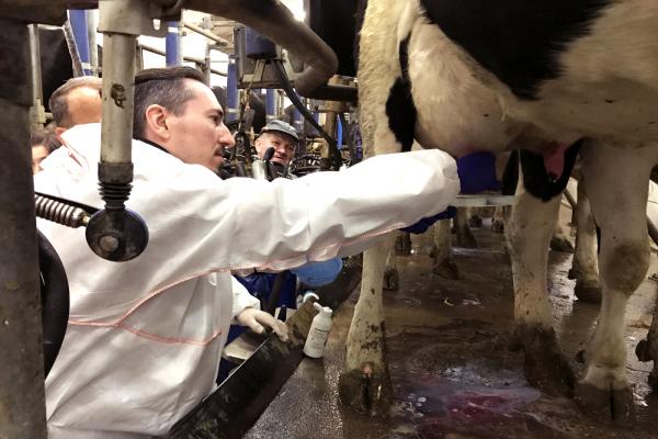 Testing a cow for mastitis edit