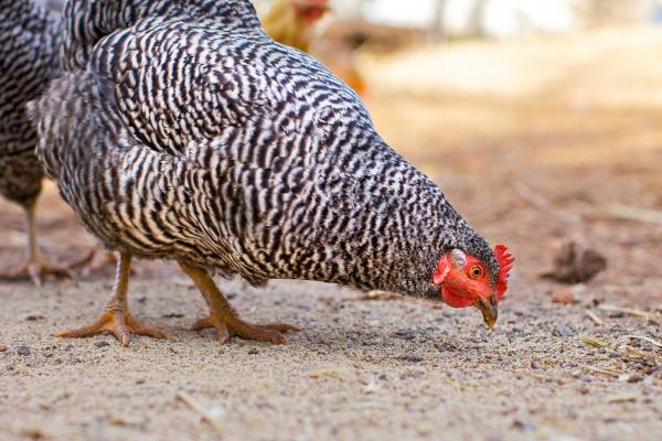 chickenfeed 1