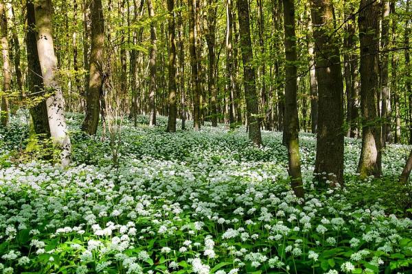 healthy spring green white blossom