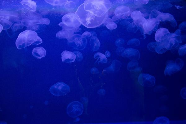 jelly fish 1430044 1920