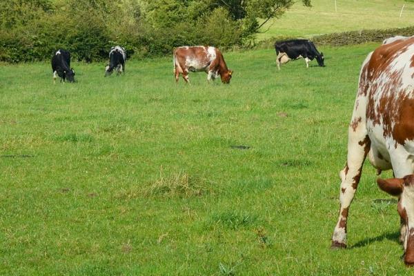livestock 601277 1920 0