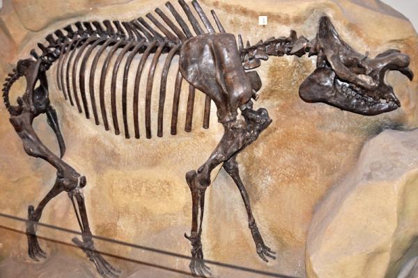 mammal