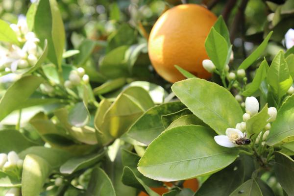 orange orchard