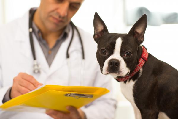 pets nestor rizhniak shutterstock 1088890583