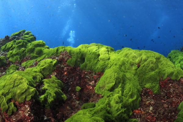 sea algae