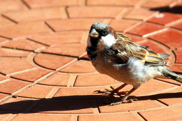 urbanbird