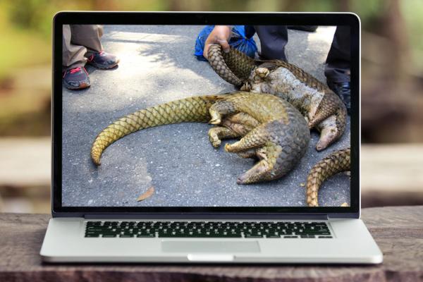 wildlife 1200X675 SoMe withoutlogo