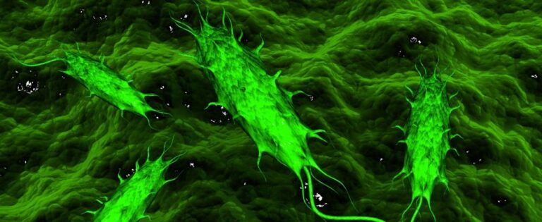 E coli bacteria1 768x315