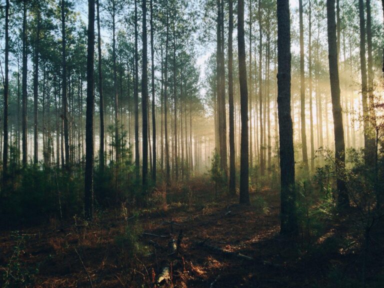 TOP20steven kamenar MMJx78V7xS8 unsplash1 768x576