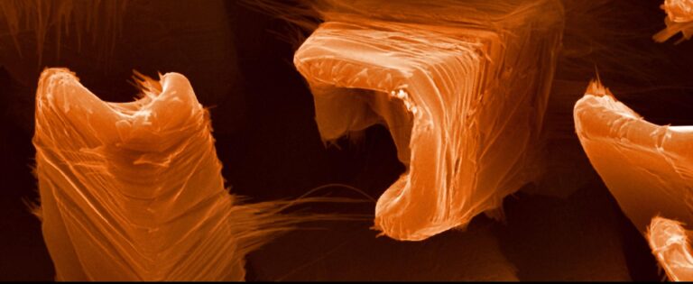 Nanowires vo1 768x315