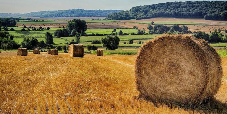 Straw1 768x389