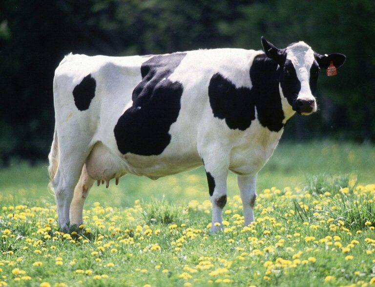cow female black white1 768x589