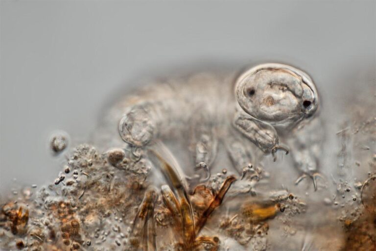 Mikrofoto.de Baertierchen5 flip1 768x512