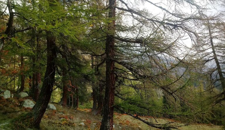 header 21 768x444