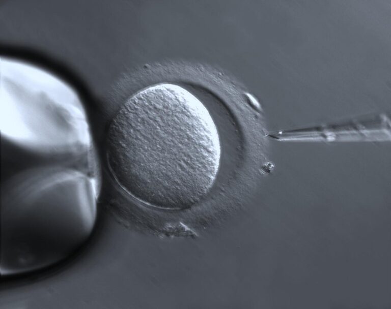 oocyte1 768x608