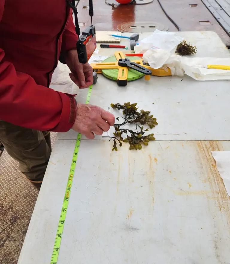 20250916 phyto finish could seaweed be mined for critical minerals table 768x882